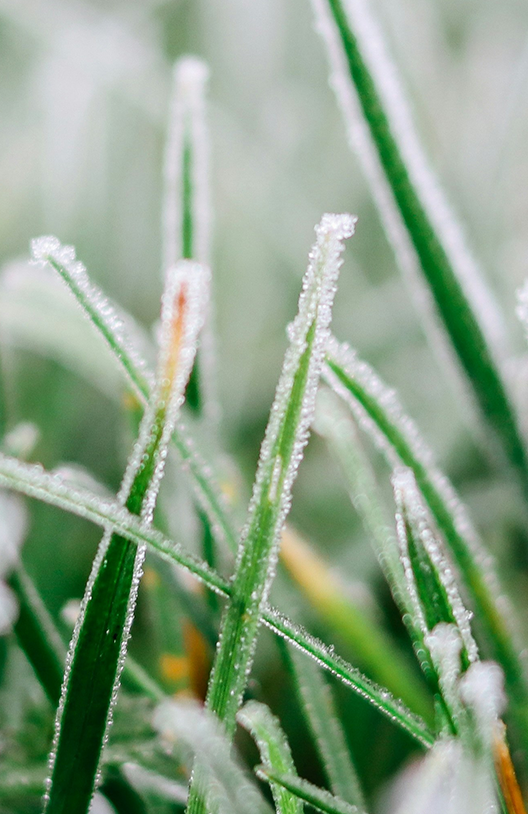 ENTRETENIR SON GAZON AVANT L'HIVER